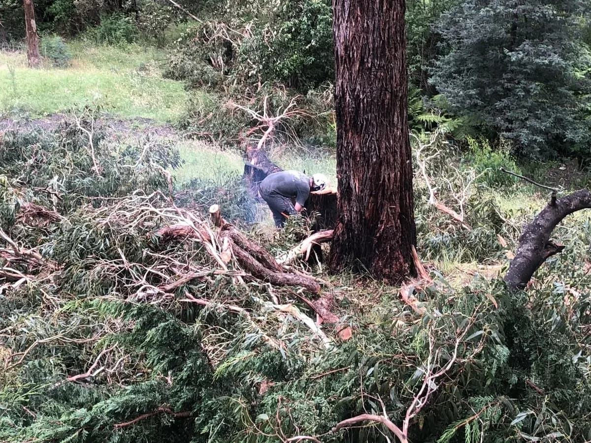 Tree work in progress on a bush block, with cut limbs stacked around a large eucalypt