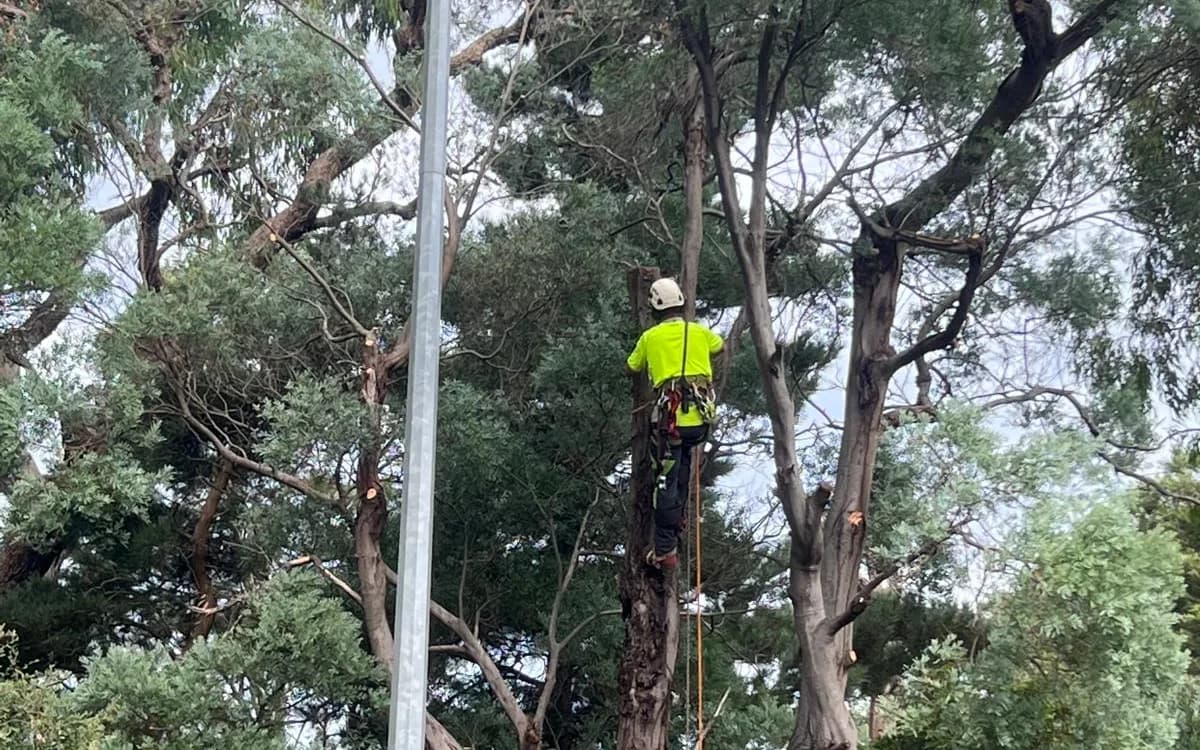 Climber in a helmet and harness roped high in a living tree, with a climbing line running down the trunk