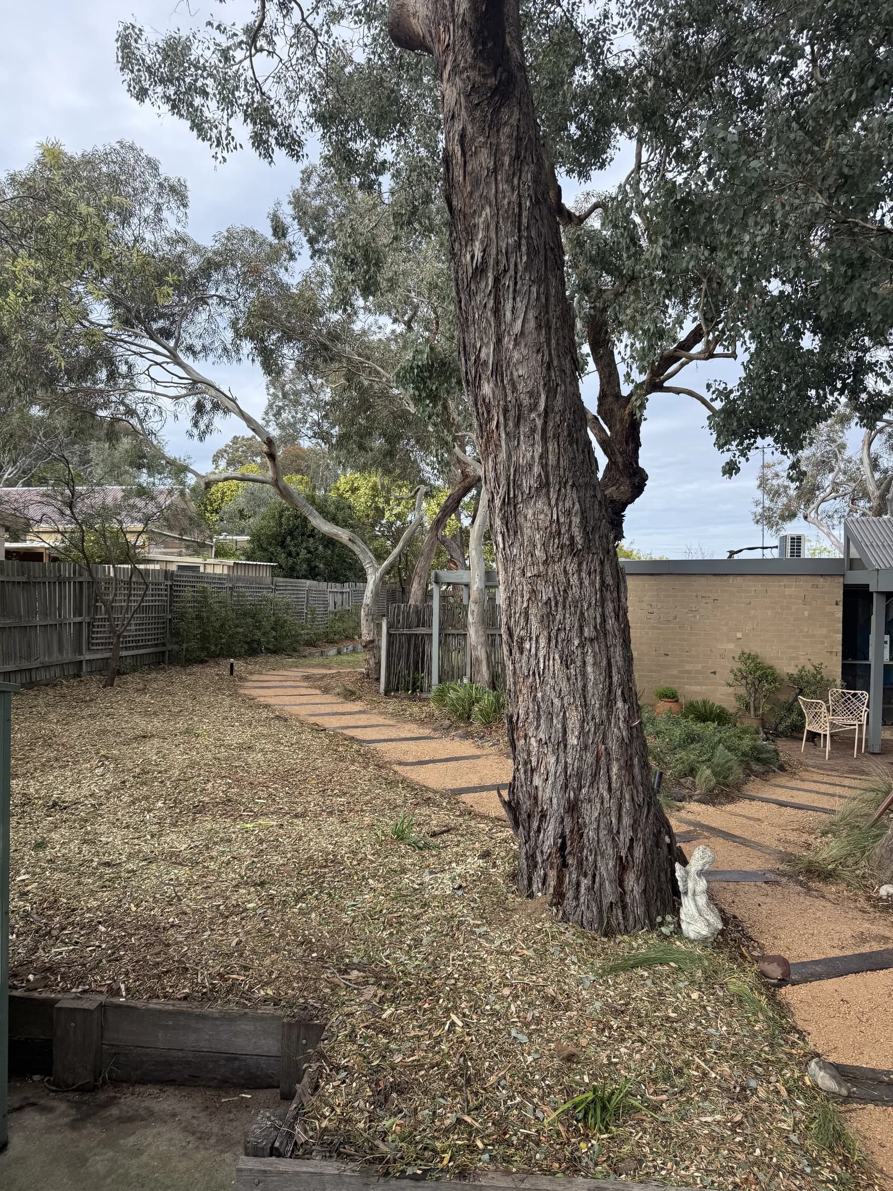Established gum in a mulched garden bed beside a gravel path with stepping pavers