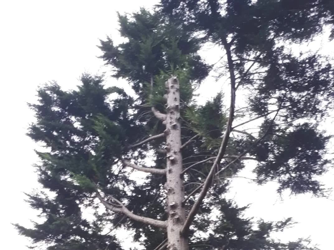 Tall conifer with its lower limbs removed, leaving a bare stem lined with cut stubs and a green crown at the top