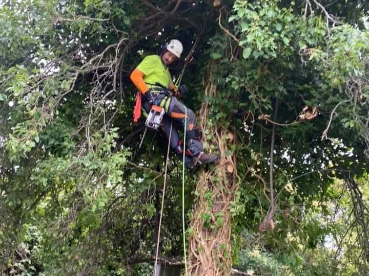 Climber roped into a tree canopy in a helmet and harness, holding a chainsaw, with a climbing line running down the trunk