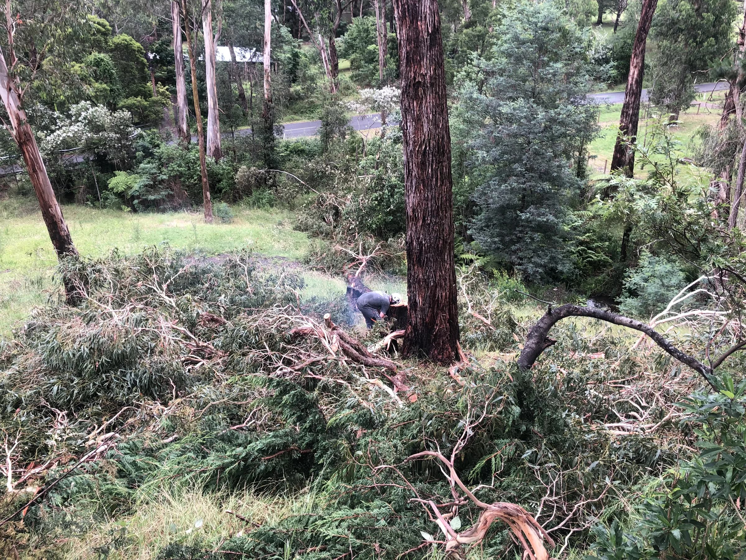 Chainsaw work sectioning a felled cypress on a sloping block