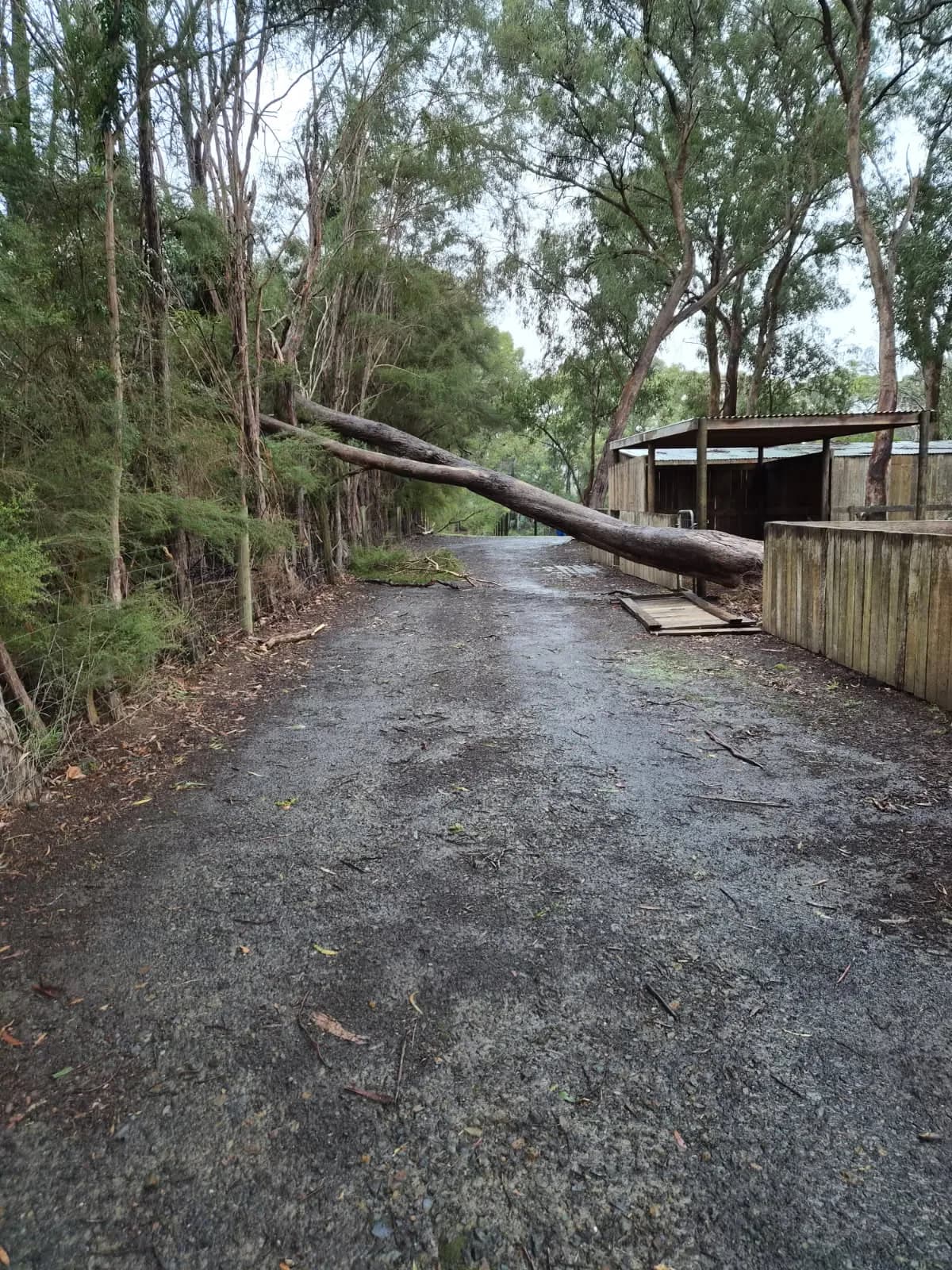 Large tree felled across a gravel driveway beside a timber shed