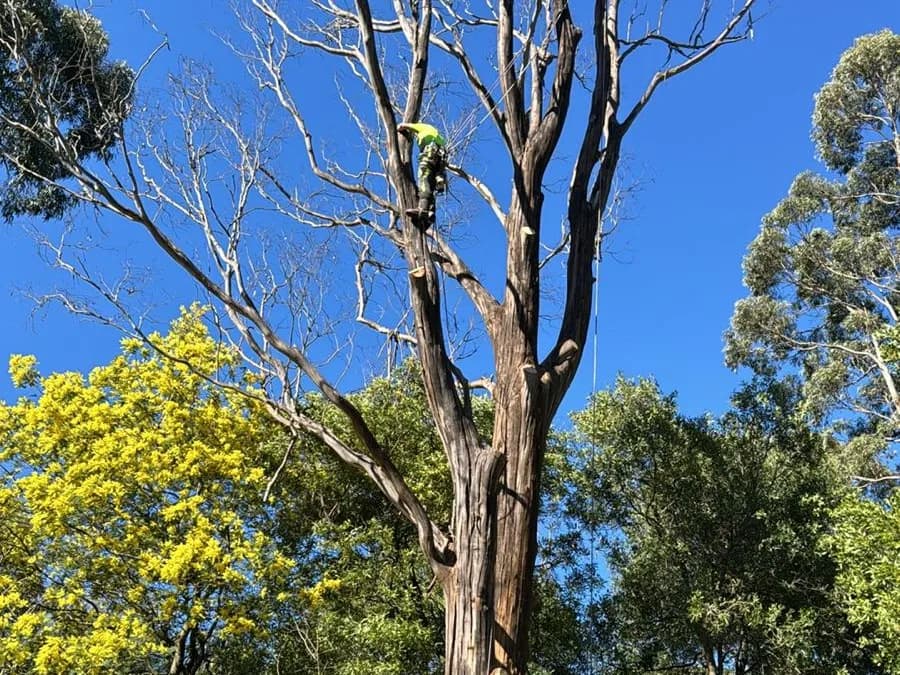 Climber in hi-vis high in a tall dead eucalypt being dismantled in sections, with wattle in bloom below